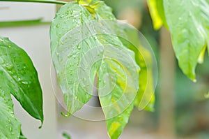 Syngonium podophyllum, Arrowhead Vine or Goosefoot Plant or Araceae or bicolor syngonium and rain droplet photo