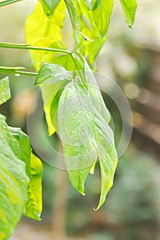 Syngonium podophyllum, Arrowhead Vine or Goosefoot Plant or Araceae or bicolor syngonium and rain droplet photo