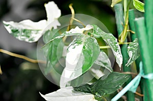 Syngonium podophyllum, Arrowhead Vine or Goosefoot Plant or Araceae or bicolor Syngonium