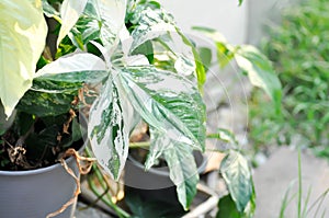 Syngonium podophyllum, Arrowhead Vine or Goosefoot Plant or Araceae photo