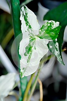 Syngonium podophyllum, Arrowhead Vine or Goosefoot Plant or Araceae or white leaf or bicolor Syngonium or Syngonium Podophyllum