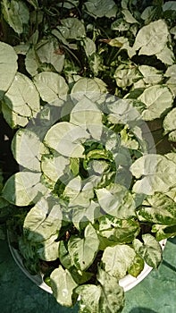 Syngonium podophyllum, with heart shaped leaves is a green Vina that originates from tropical areas photo