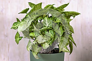 Syngonium podophyllum. houseplant with yellow stripes on green leaves