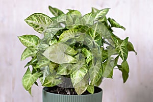 Syngonium podophyllum. houseplant with yellow stripes on green leaves