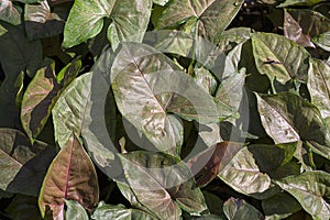 Syngonium podophyllum nephthytis or the Goosefoot Plant is  simple elegant houseplant