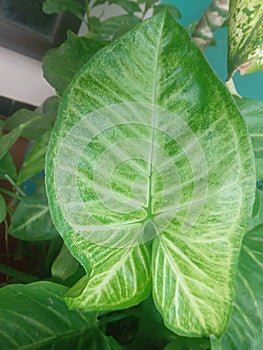 The Syngonium podophyllum ornamental plant that grows in the garden is very beautiful and cool. photo