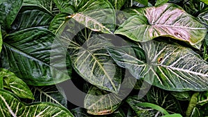 Syngonium podophyllum or Painted Arrow and also called arrowhead plants