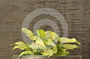 Syngonium podophyllum is a species of aroid, Common names include arrowhead plant, goosefoot, and arrowhead philodendron.