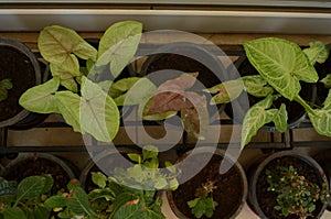 Syngonium podophyllum is a species of aroid, Common names include arrowhead plant, goosefoot, and arrowhead philodendron.