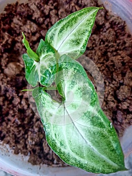 Syngonium podophyllum is a species of aroid, and commonly cultivated as a houseplant. Common names include arrowhead plant.