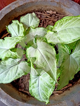 Syngonium podophyllum is a species of aroid, and commonly cultivated as a houseplant. Common names include arrowhead plant.