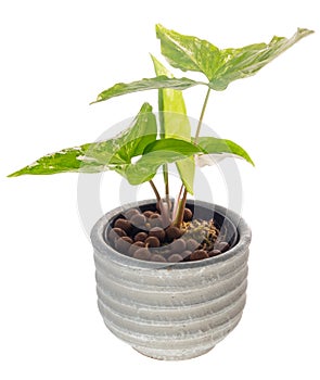 Syngonium podophyllum Variegeted in cement pot isolated on white with clipping path,Air purification trees Variegeted plants