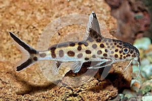 Synodontis