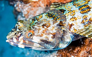 Synodus intermedius, the sand diver, photo