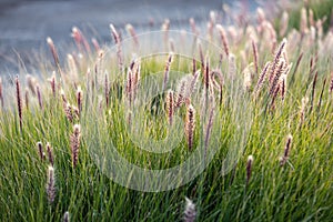 synonym Pennisetum purpureum, also known as Napier grass, at sunset near the Mediterranean. Flora of Israel
