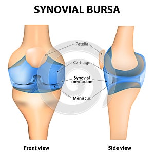 Synovial bursa