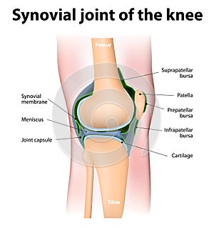 Synovial bursa of the human knee photo