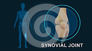 Synovial Joints or Knee joint of human photo