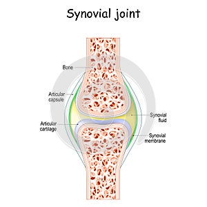 Synovial joint anatomy photo