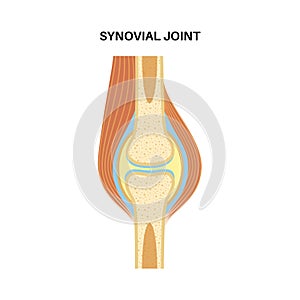 Synovial joint poster photo