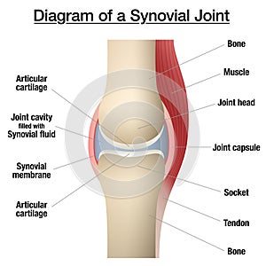 Synovial Joint Capsule Bones Chart photo