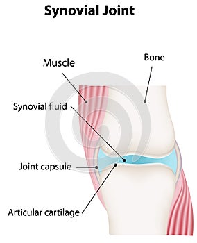 Synovial Joint Diagram Labeled photo