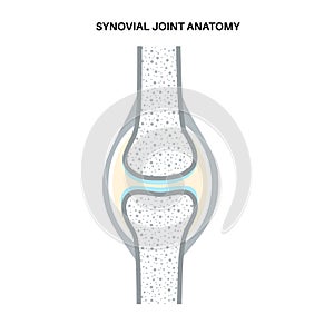 Synovial joint poster