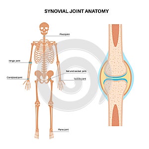 Synovial joint poster