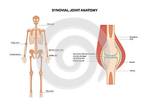 Synovial joint poster photo