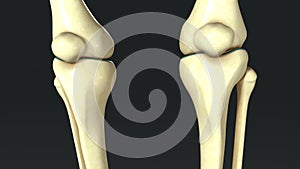 Synovial Joints