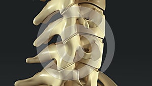 Synovial Joints