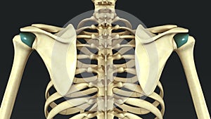 Synovial Joints photo