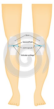 Synovial Knee Joint