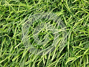 syntetic grass.