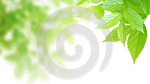 Synthetic background image of foliage leaf