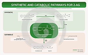 Synthetic And Catabolic Pathways for 2-AG horizontal textbook infographic Complete