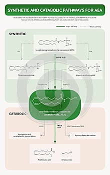Synthetic and Catabolic Pathways for AEA vertical textbook infographic