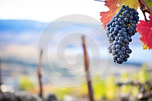 syrah grape bunch with a backdrop of wine valleys