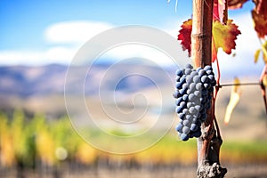 syrah grape bunch with a backdrop of wine valleys