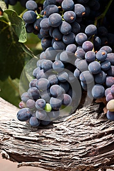 Syrah grapes