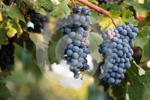 Syrah grapes on vine in soft evening light
