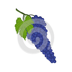 Syrah or Shiraz grape photo