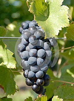Syrah/Shiraz Grapes