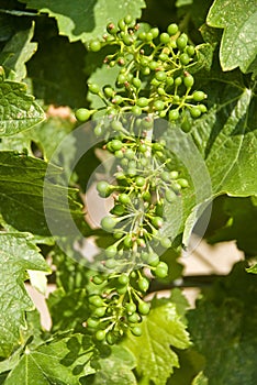 Syrah/Shiraz Grapes photo