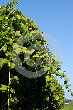 Syrah/Shiraz Vines photo