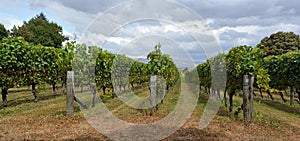 Syrah Wine Vineyard in Marlborough, New Zealand