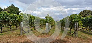 Syrah Wine Vineyard in Marlborough, New Zealand photo