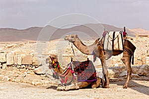 Syria - Palmyra (Tadmor)