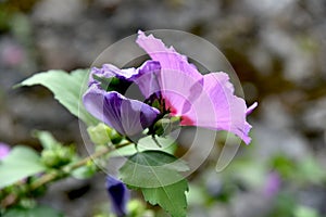 Syriac hibiscus pink flowers photo