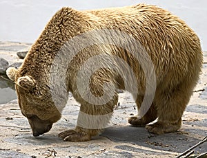 Syrian brown bear 15